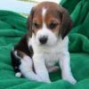 Adorable Beagle puppies