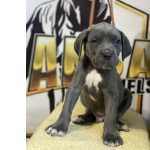 Adorable Cane Corso puppies