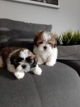 Affectionate Shih tzu puppies