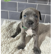 Available Staffordshire Bull Terrier Puppies