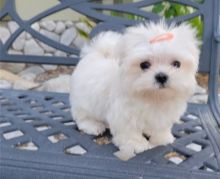 Beautiful and playful Teacup Maltese puppies
