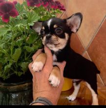 Beautiful Chihuahua Pups ready for sale! Email cheyannefennell292@gmail.com or text (626)-655-3479
