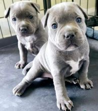 Blue Staff Puppies Kc Reg