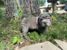 Chinese Shar Pei Puppies Ready