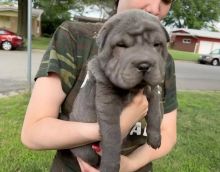 Gorgeous Shar Pei puppies