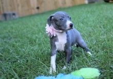 Lovely Male and Italian Greyhound Puppies