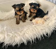 Lovely Yorkshire Terrier puppies