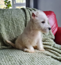 West highland terrier puppies available
