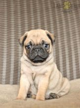 Adorable Pug puppies available Image eClassifieds4u