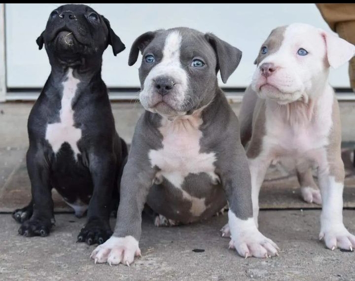 American Pitbull Puppies For Sale!! Email cheyannefennell292@gmail.com or text (626)-655-3479 Image eClassifieds4u
