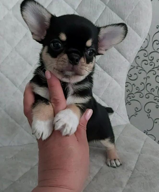 Beautiful Chihuahua Pups ready for sale! Email cheyannefennell292@gmail.com or text (626)-655-3479 Image eClassifieds4u