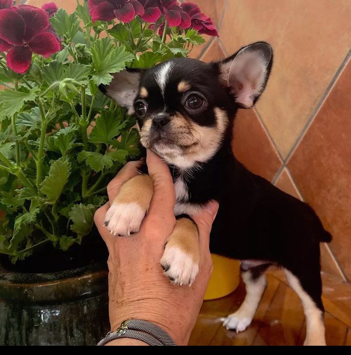 Beautiful Chihuahua Pups ready for sale! Email cheyannefennell292@gmail.com or text (626)-655-3479 Image eClassifieds4u