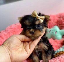 Beautiful Yorkshire Terrier puppies available. Image eClassifieds4u