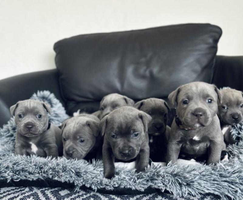 Blue Staff Puppies Kc Reg Image eClassifieds4u