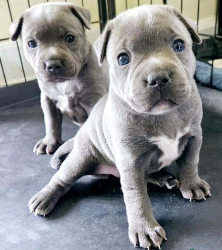 Blue Staff Puppies Kc Reg Image eClassifieds4u