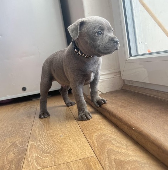 Blue Staffordshire bull terrier Now Ready Image eClassifieds4u