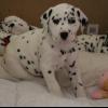 Healthy, male and female Dalmatian puppies. Image eClassifieds4u