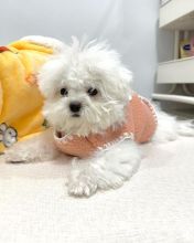 Lovely Bichon frise puppies Image eClassifieds4u