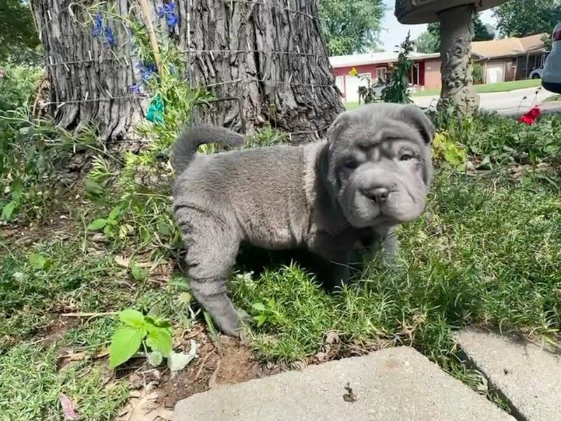 Lovely Chinese Shar Pei puppies Image eClassifieds4u