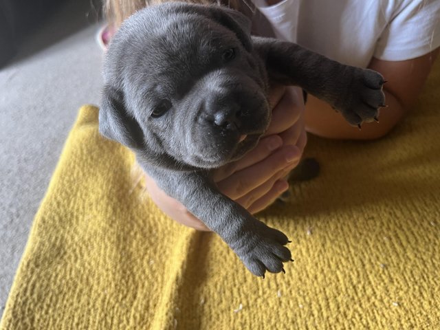 M-F Blue Staffordshire Bull Terrier Puppies Image eClassifieds4u