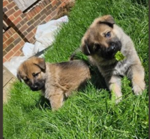 German shepherd puppies Image eClassifieds4u 2