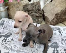 Stunning Italian greyhound puppies available Image eClassifieds4u 2