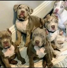American Pitbull Puppies For Sale!! Email cheyannefennell292@gmail.com or text (626)-655-3479 Image eClassifieds4u 2