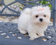 Beautiful and playful Teacup Maltese puppies. Image eClassifieds4u 3