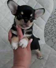 Beautiful Chihuahua Pups ready for sale! Email cheyannefennell292@gmail.com or text (626)-655-3479 Image eClassifieds4u 3