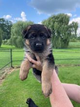 Beautiful German shepherd puppies Image eClassifieds4u 2