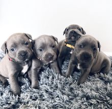 Blue Staff Puppies Kc Reg Image eClassifieds4u 3