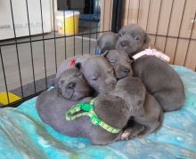 English Staffy Puppies (Staffordshire Bull Terrier Image eClassifieds4U
