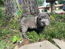 Lovely Chinese Shar Pei puppies Image eClassifieds4u 1