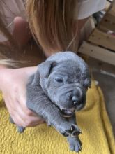 M-F Blue Staffordshire Bull Terrier Puppies Image eClassifieds4u 1