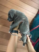 Quality Staffordshire Bull Terrier Puppies Image eClassifieds4U