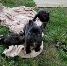 French Bulldog puppies for great homes