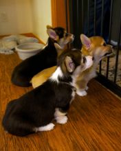 Pembroke Welsh Corgi Puppies for great homes