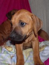 Rhodesian Ridgeback Puppies