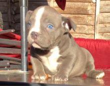 Staffordshire Bull Terrier Puppies for you