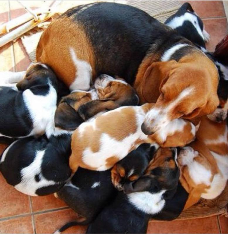 Basset Hound Puppies For Sale! Email cheyannefennell292@gmail.com or text (626)-655-3479 Image eClassifieds4u