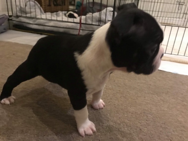 Boston Terrier Puppies for adoption Image eClassifieds4u