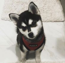 Alaskan Klee Kai Puppies on set now 🐾🐾 Image eClassifieds4U