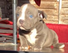 Staffordshire Bull Terrier Puppies for you Image eClassifieds4U