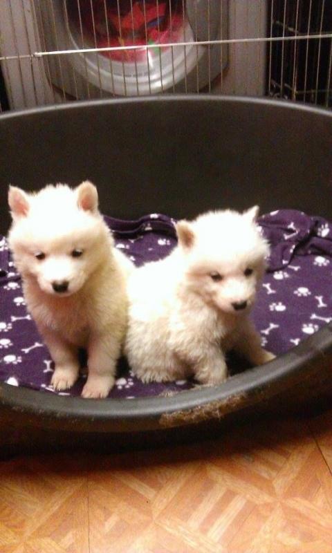 Samoyed Puppies for Samoyed lovers . Local deliveries Image eClassifieds4u