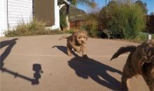 GoldenDoodle / GoldenDoodle Puppies