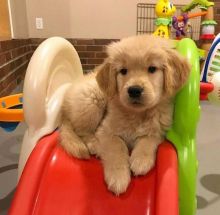 Golden Retriever pups ready