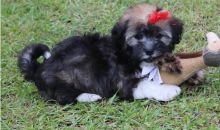 Havanese Puppies for great Havanese lovers
