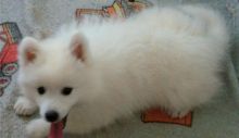 Japanese Spitz Puppies for adoption now