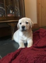Labrador Retriever Puppies for real homes