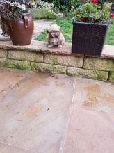 Lhasa Apso Puppies ready to go now